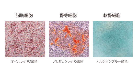 三方向分化能