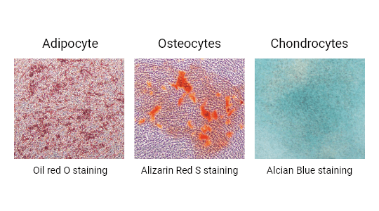 Multilineage differentiation capacity