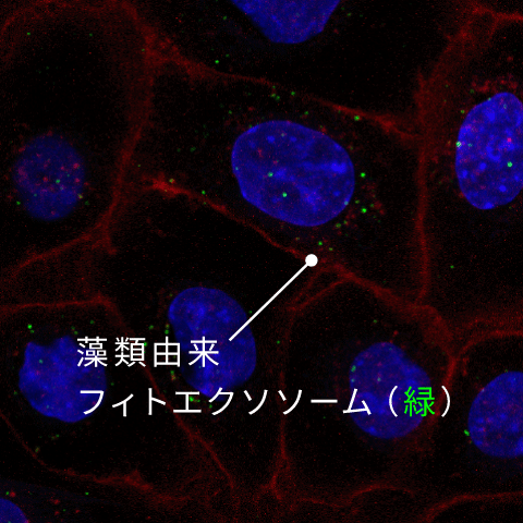 ［表皮］ヒト表皮角化細胞 添加後