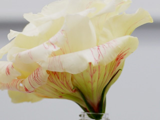 カラフルな花は自分たちで作れるの ロート製薬株式会社 カラフルな花は自分たちで作れるの ロート製薬株式会社