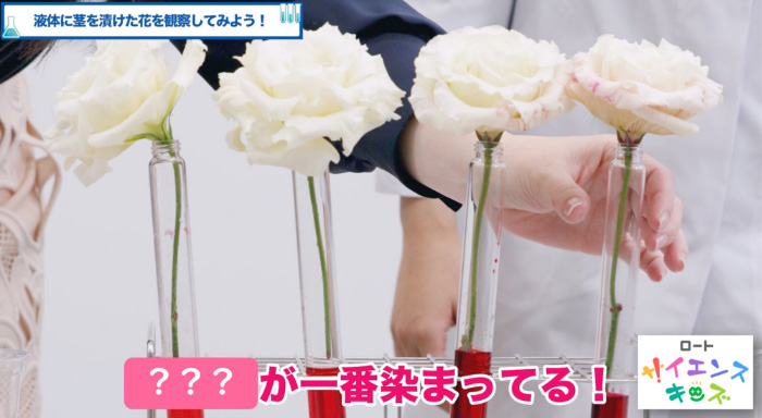 カラフルな花は自分たちで作れるの ロート製薬株式会社