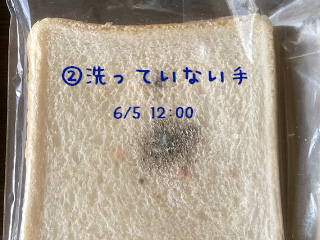 食パンを毎日観察してみよう。たまに写真を撮っておき、変化が見られた日を記録しよう。