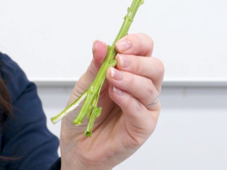 花の茎を用意した色水の分、ハサミかカッターナイフで割こう。