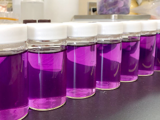 プラスチックカップに紫キャベツ液を10～20mlぐらいずつ注ごう。