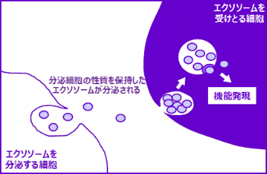 幹細胞のエクソソーム分泌量を増やす成分の発見 | 研究開発 | ロート製薬株式会社