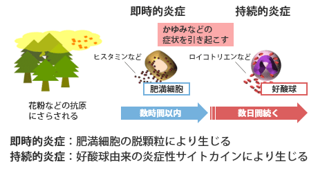 2種類の炎症メカニズム