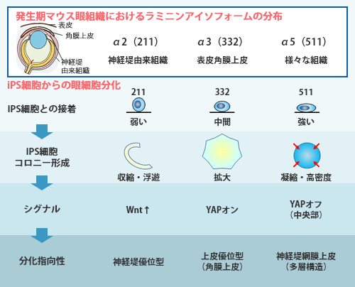 ラミニンアイソフォームを利用し、ヒトiPS細胞から眼に関連する種々の細胞への分化制御が可能