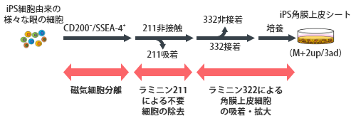 ラミニンアイソフォームの細胞特異的接着能を利用することで、ヒトiPS細胞から誘導された角膜上皮細胞を精製できる