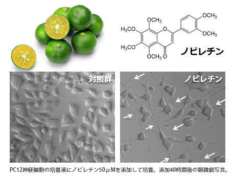 健康果実シークヮーサー／ノビレチンの神経突起伸長効果