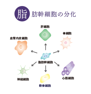 脂肪幹細胞の分化