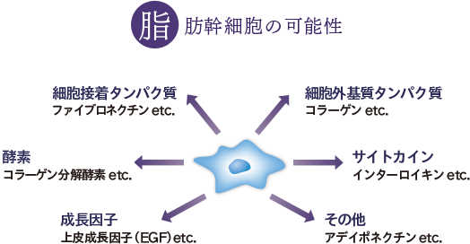 脂肪幹細胞の可能性