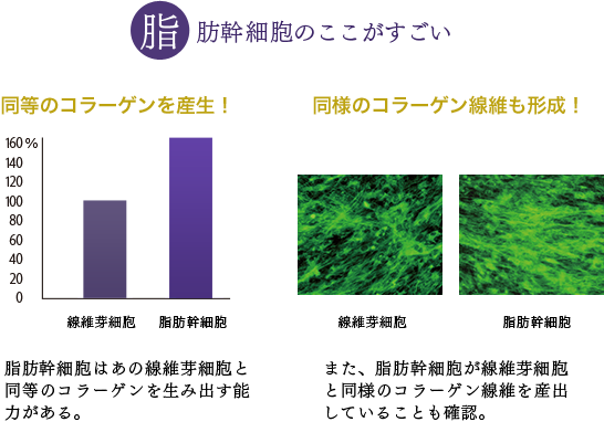 脂肪幹細胞のここがすごい