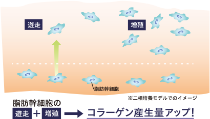 脂肪幹細胞の遊走＋増殖→コラーゲン生産量アップ！