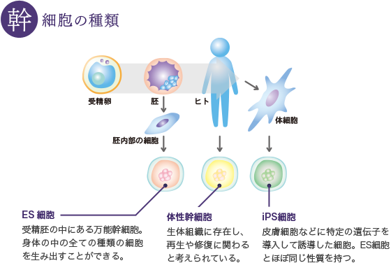 幹細胞の種類